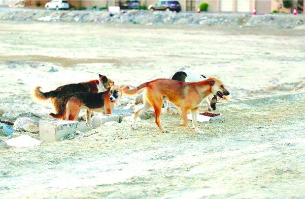 Revised tenders planned to tackle strays menace
